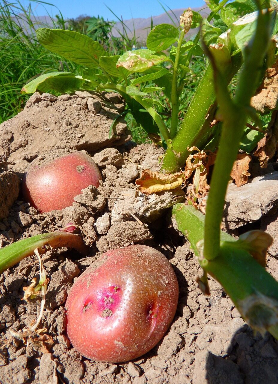 imagen de patatas saludables en su huerto